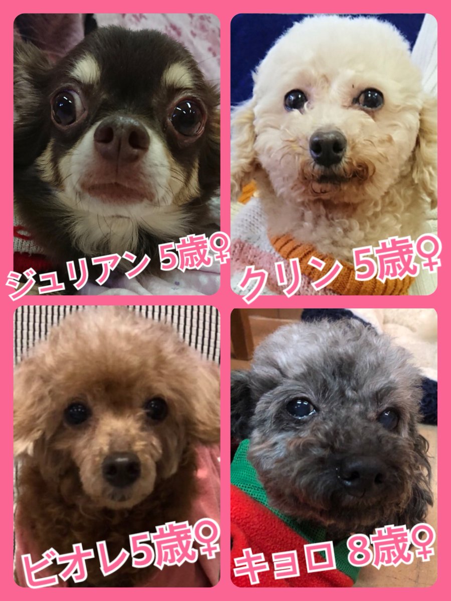 🎄今月はクリスマスミラクル月間です✨今日の里親様募集中ワンコ🐶メンバーです🐾2018,12,14